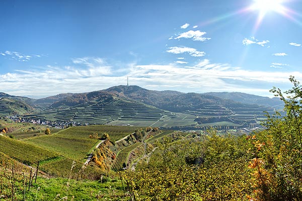 Wanderung durch die Weinberge des Kaiserstuhls